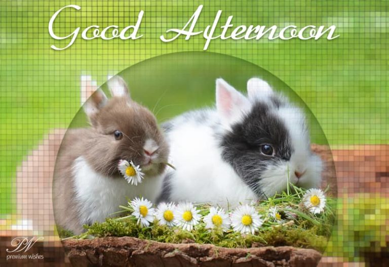 Good Afternoon Wishes