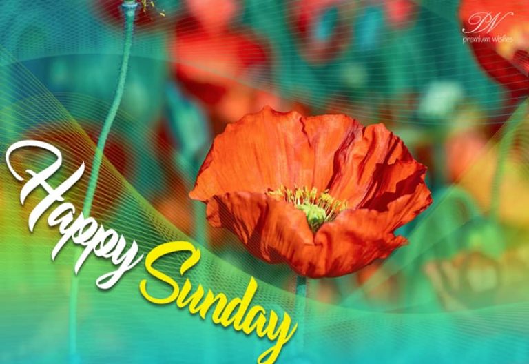 Happy Sunday – Stay Safe and Sound
