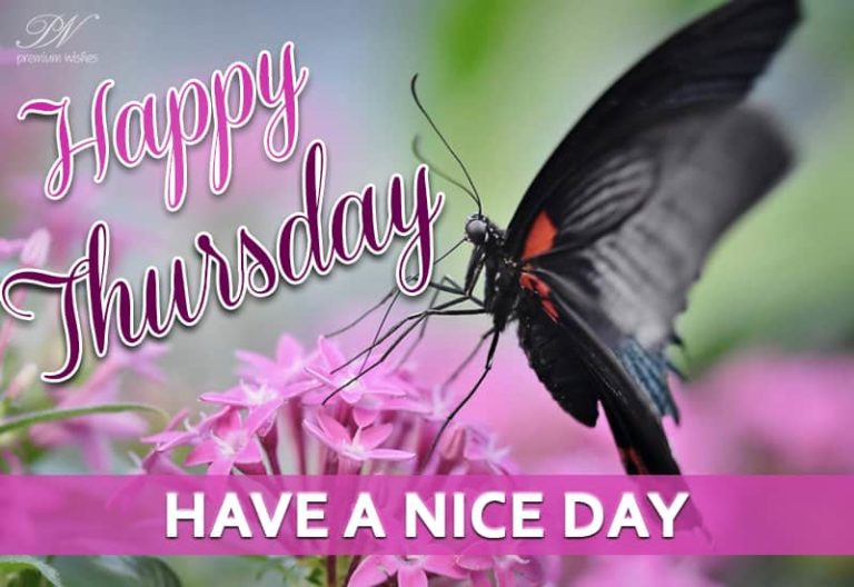Happy Thursday – Have a nice and safe day Happy Thursday – Have a nice and safe day
