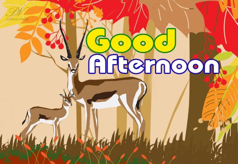 Good Afternoon Wishes