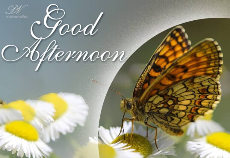 Good Afternoon Wishes