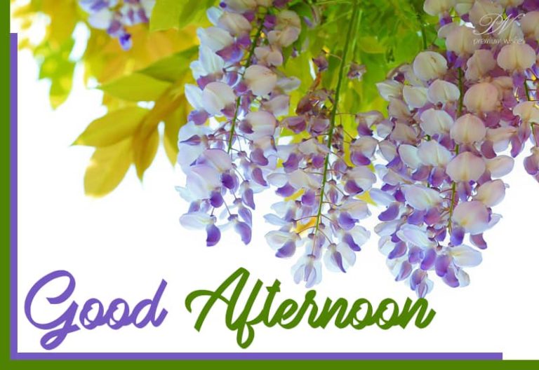 Good Afternoon Wishes