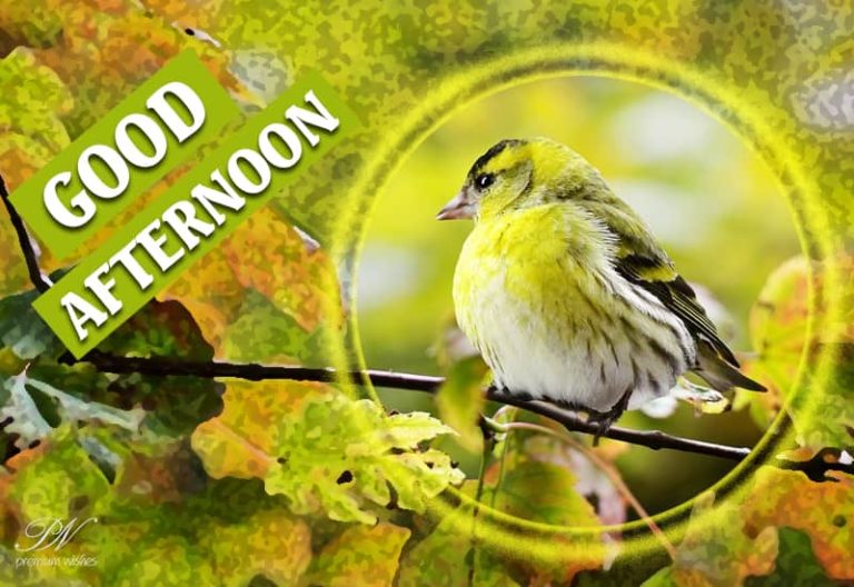 Good Afternoon Wishes