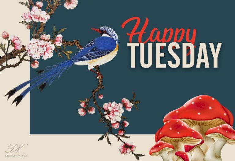 Happy Tuesday – Have an amazing day!