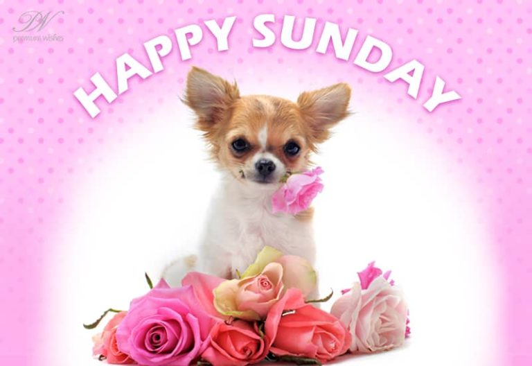 Happy Sunday – Have a blessed Sunday
