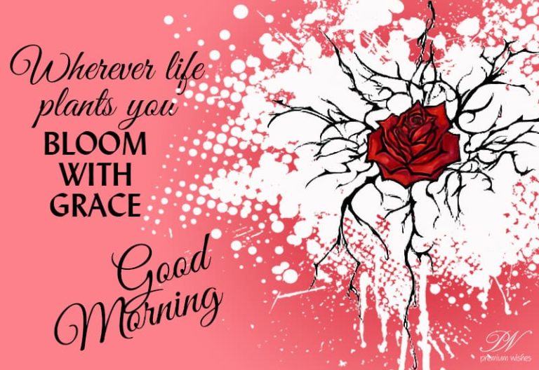 Good Morning  – Whatever life plants you, Bloom with grace