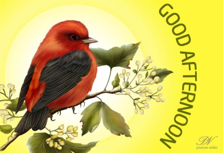 Good Afternoon Wishes