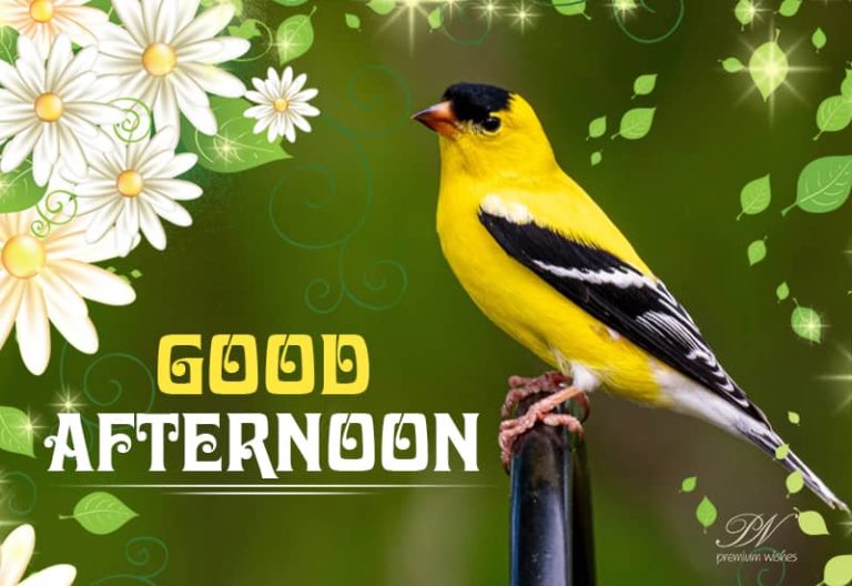 Good Afternoon Wishes