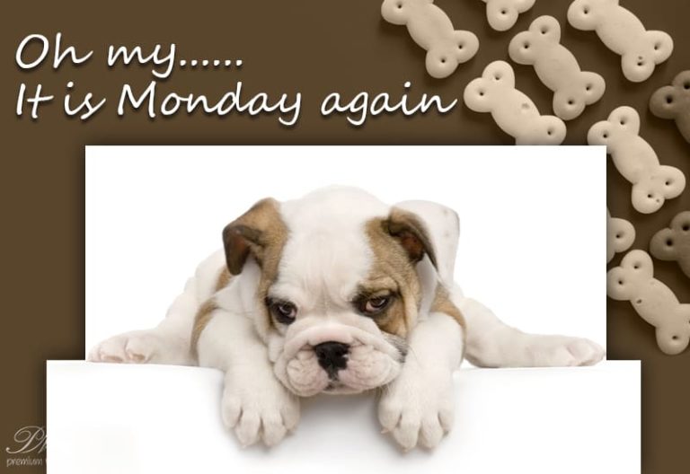 Good Morning – Oh My It is Monday Again