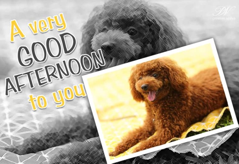 Good Afternoon Wishes