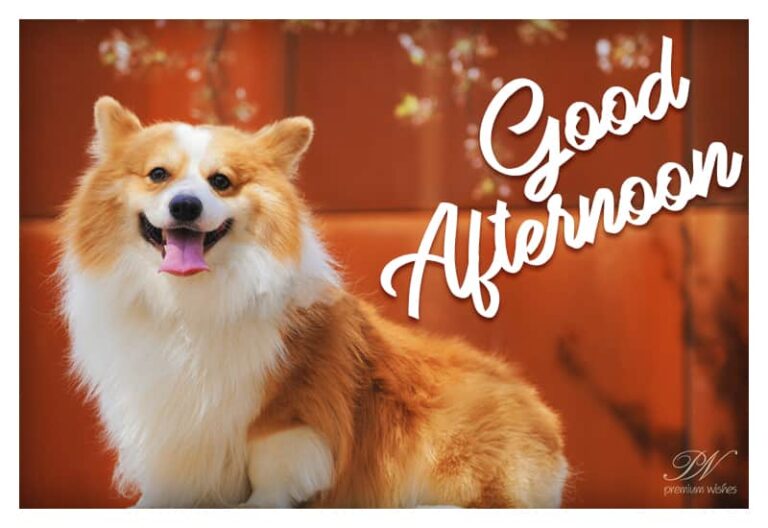 Good Afternoon Wishes