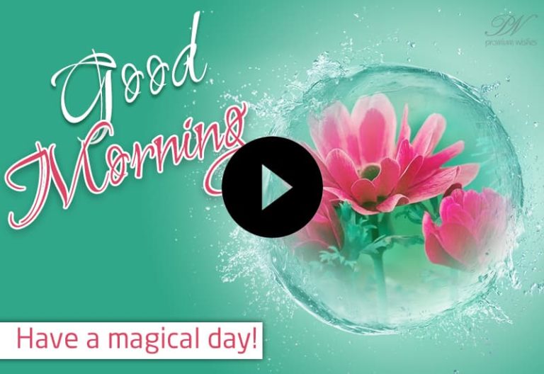 Good Morning Video Pink Flowers