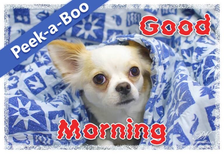 Peek a Boo – Good Morning Friends Peek a Boo – Good Morning Friends