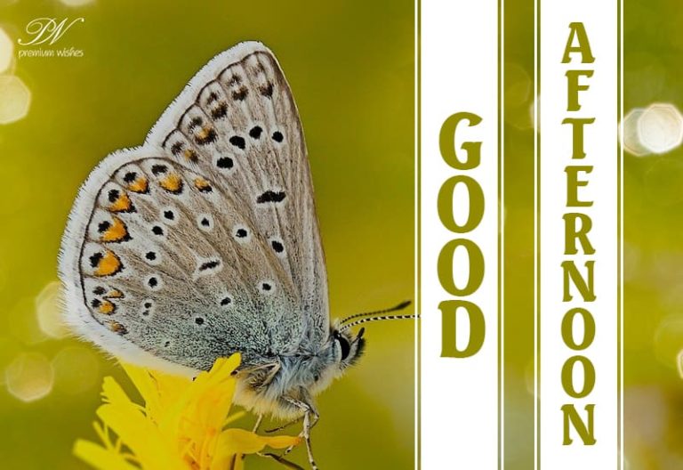 Good Afternoon Wishes
