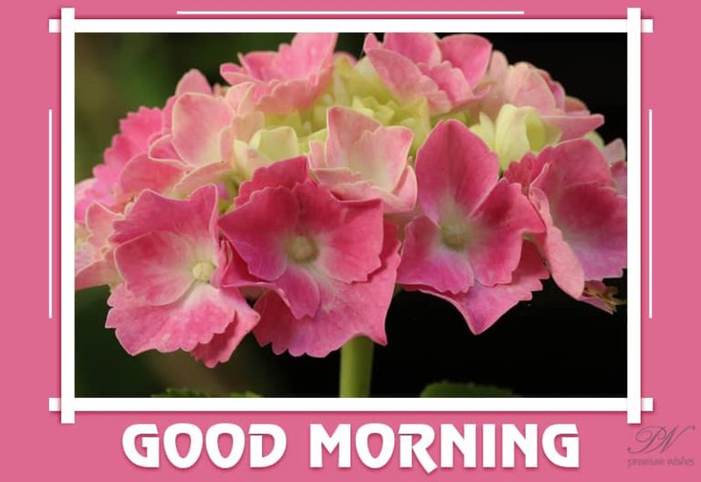 Good Morning – Sending Some Flowers Wishing You A Great Day Ahead Good Morning – Sending Some Flowers Wishing You A Great Day Ahead