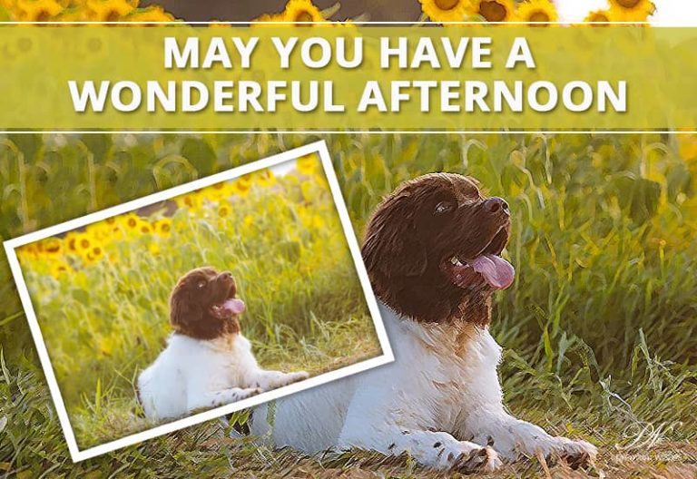 Good Afternoon Wishes