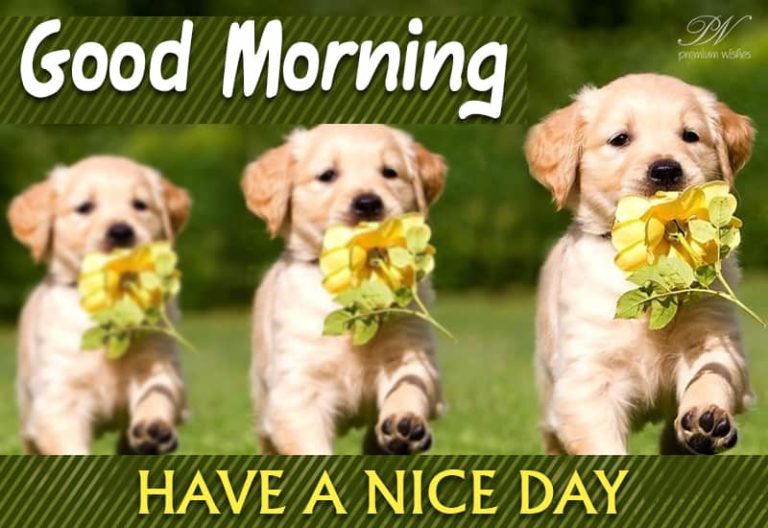 Have the nicest day ahead – Good Morning Friends Have the nicest day ahead – Good Morning Friends