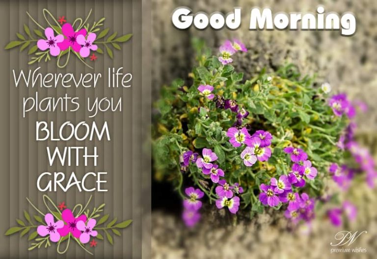 Good Morning Wishes