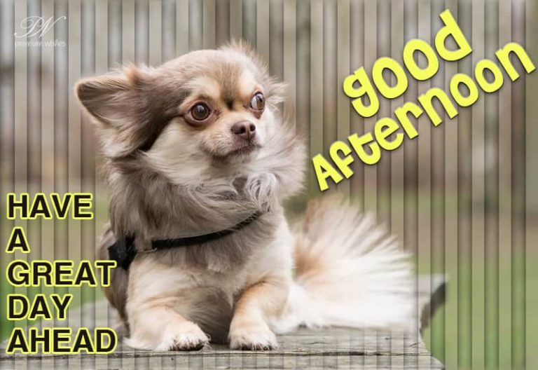 Good Afternoon Wishes