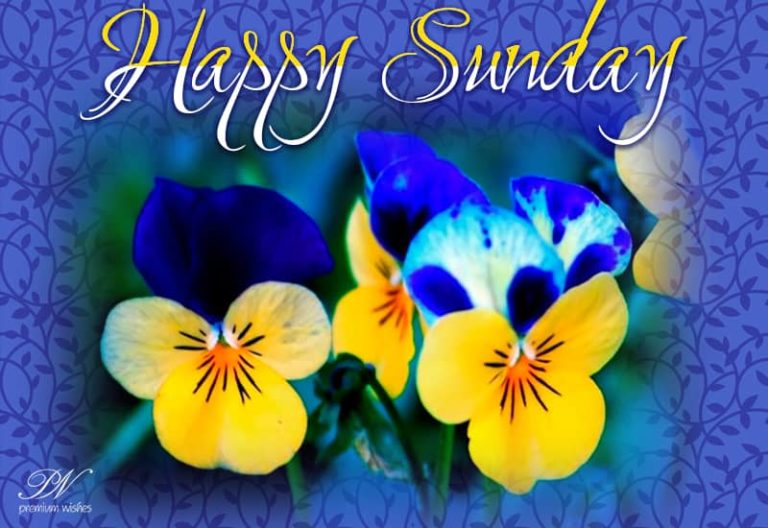 Happy Sunday – Enjoy your day – Sending you flowers wishing you a lovely funday