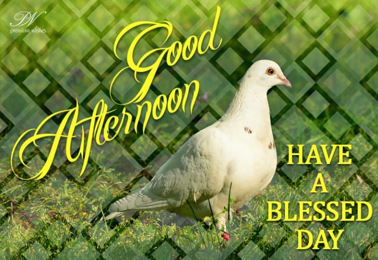 Good Afternoon Wishes