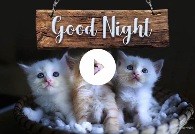Cute Good Night Video – Cute Good Night Whatsapp Status Cute Good Night Video – Cute Good Night Whatsapp Status