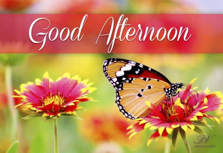 Good Afternoon Wishes