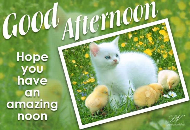 Good Afternoon Wishes
