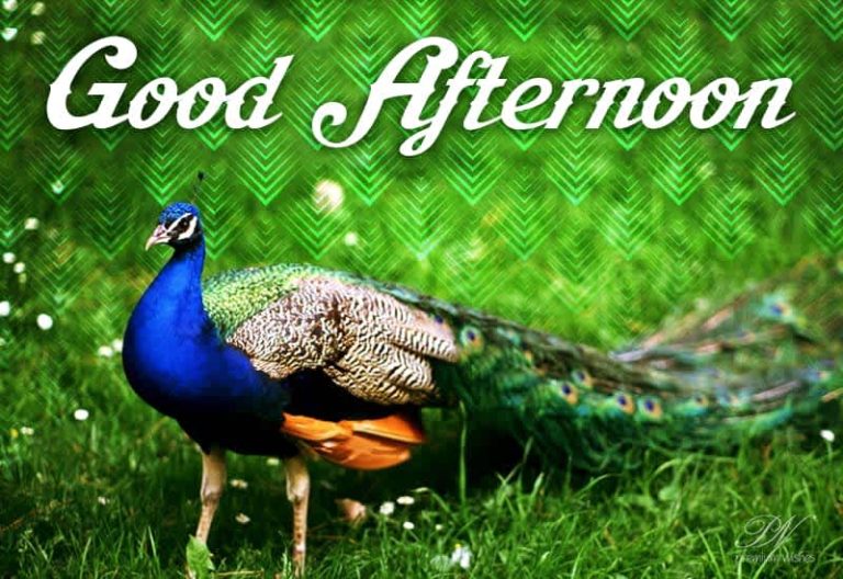 Good Afternoon Wishes