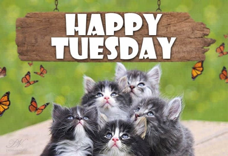 Happy Tuesday – Enjoy among friends