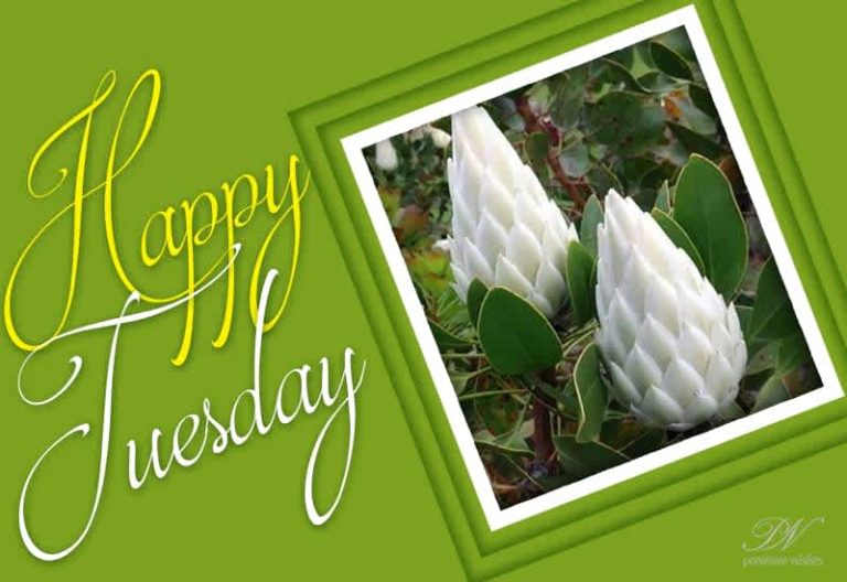 Friends – Happy Tuesday – May all your dreams come true today