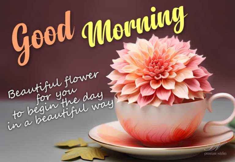 Good Morning – Beautiful flower for you to begin the day in a beautiful way Good Morning – Beautiful flower for you to begin the day in a beautiful way