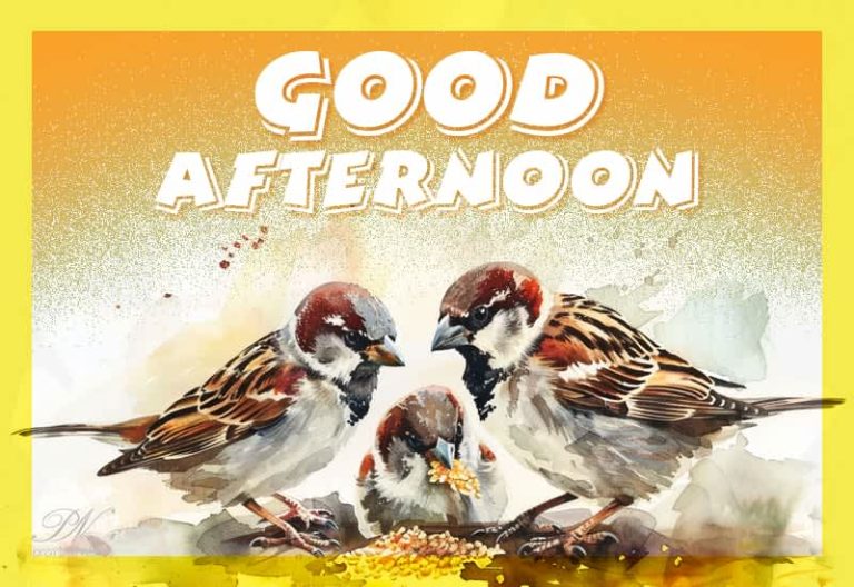 Good Afternoon Wishes